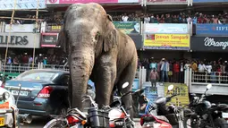 Seekor gajah liar mengamuk di depan pusat perbelanjaan di Siliguri negara bagian Bengal Barat, India, Rabu (10/2). Gajah itu merusak sekitar 100 rumah, toko-toko, dan bangunan lainnya serta kendaraan. (AFP PHOTO/Diptendu Dutta)