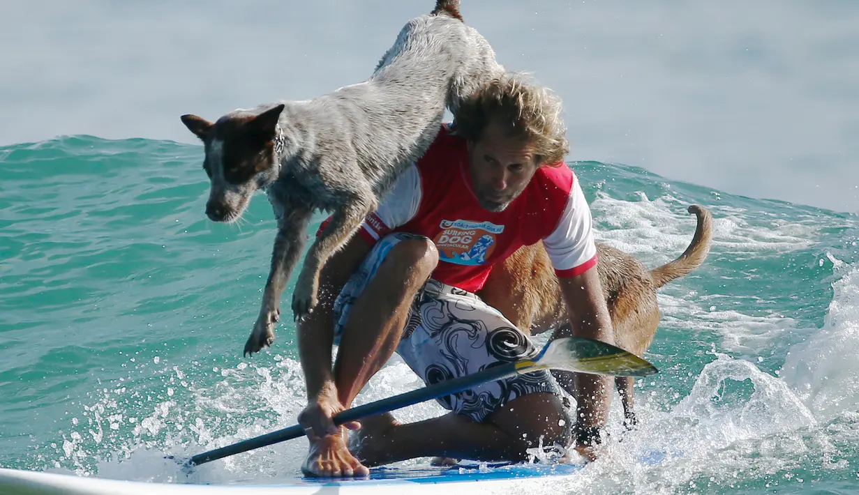 Chris de Aboitiz berselancar dengan kedua anjingnya di lepas pantai Palm, Sydney , (18/2). Dibutuhkan kedisplinan penuh untuk mengajari kedua anjingnya untuk bisa berselancar bersamannya. (REUTERS / Jason Reed)