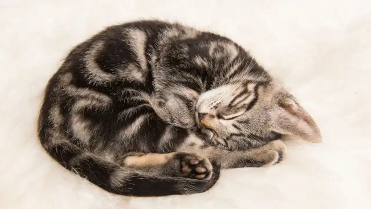 Kucing Tidur