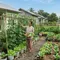 8 Ide Kebun Sayur untuk Rumah Subsidi Tanpa Menguras Anggaran, Bisa Petik Setiap Hari