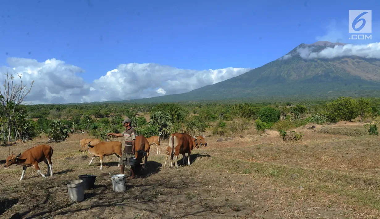 Suasana saat petani memberi pakan ternak sapi-sapi peliharaannya di kaki Gunung Agung, Tulamben, Bali (30/6). Sebelumnya, Gunung Agung mengalami erupsi pada Kamis, 27 Juni 2018. (Merdeka.com/Arie Basuki)