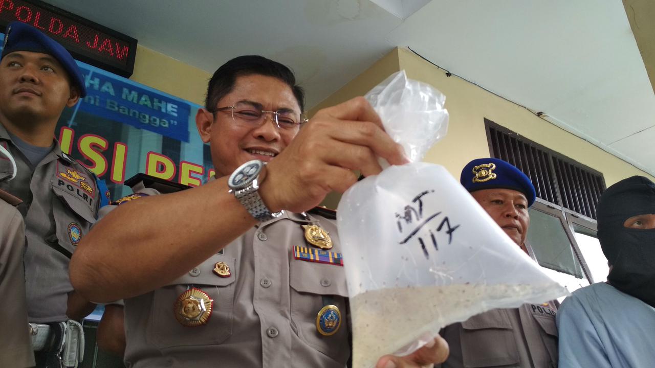 Harga Jual Baby Lobster Ilegal Dari Nelayan Hingga Pengepul Besar