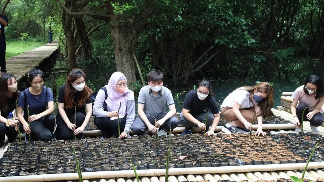 Peduli Kelestarian Lingkungan Hidup, Prasetiya Mulya Tanam Ribuan Bibit Mangrove