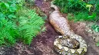 Ulat piton sepanjang 7 meter yang ditemukan di pinggir kebun warga di Kabupaten Bengkalis. (Liputan6.com/M Syukur)