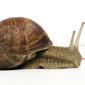 Ilustrasi bekicot jenis gravevine snail. (Sumber Wikipedia)