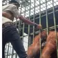 Tangkapan layar video viral pria ditarik orangutan di Kebun Binatang Kasang Kulim setelah nekat melewati batas aman demi buat konten. (Liputan6.com/Istimewa)