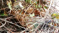 Harimau sumatra mati yang ditemukan sudah membusuk karena jerat. (Liputan6.com/Istimewa)