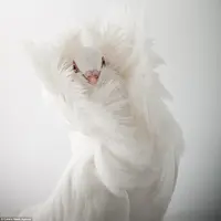 Burung merpati jacobin pigeon | ( via :istimewa )