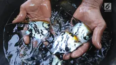 Peternak memanen ikan hias jenis memphis di Situ Telaga Biru yang airnya menyusut di Desa Parigi Mekar, Bogor, Kamis (8/8/2019). Saat musim kemarau, debit kedalaman air yang berkurang dari ketinggian 2,5 meter menjadi 1,2 meter menyebabkan petani budidaya merugi hingga 50 persen. (merdeka.com/Arie B