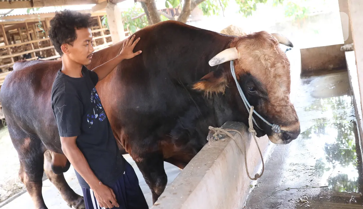 Peternak sapi melakukan perawatan sapi yang sudah dibeli Presiden Joko Widodo untuk kurban  Idul Adha di Ciledug, Tangerang, Banten, Selasa (28/7/2020). Sesekali dipijit dengan Cara memukul lembut di bagian tertentu.  (Liputan6.com/Angga Yuniar)