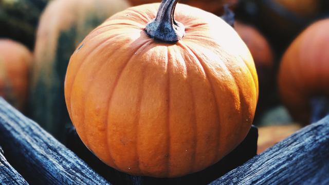 Pumpkin and Harvest Captions