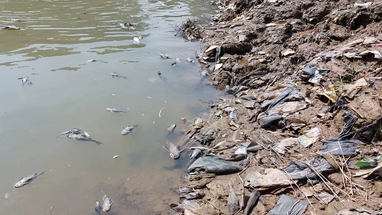 Ikan-ikan di Sungai Cileungsi Kabupaten Bogor, Jawa Barat, mati mendadak