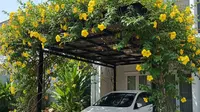8 Ide Tanaman Rambat untuk Carport: Solusi Peneduh Alami Rumah Tropis