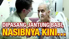 jantung babi