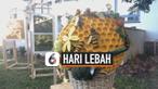 hari lebah