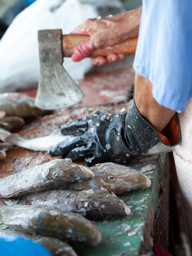 9400 Kandungan Gizi Ikan Air Tawar Dan Ikan Air Laut HD