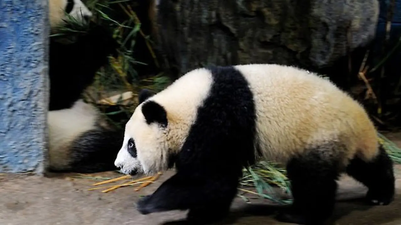 panda-thailand-130929b.jpg