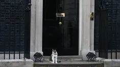 Larry, kucing yang menjabat sebagai "Kepala Pemburu Tikus"  duduk di luar kantor PM Inggris, Downing Street 10 di London, Rabu (13/7). Meski David Cameron mundur sebagai PM Inggris, Larry tetap tinggal bersama PM baru, Theresa May. (JUSTIN Tallis/AFP)