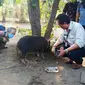 Foto: Tim investigasi Mentan RI saat melakukan pemeriksaan sampel babi di kabupaten SIKKA, NTT (Liputan6.com/Dion)