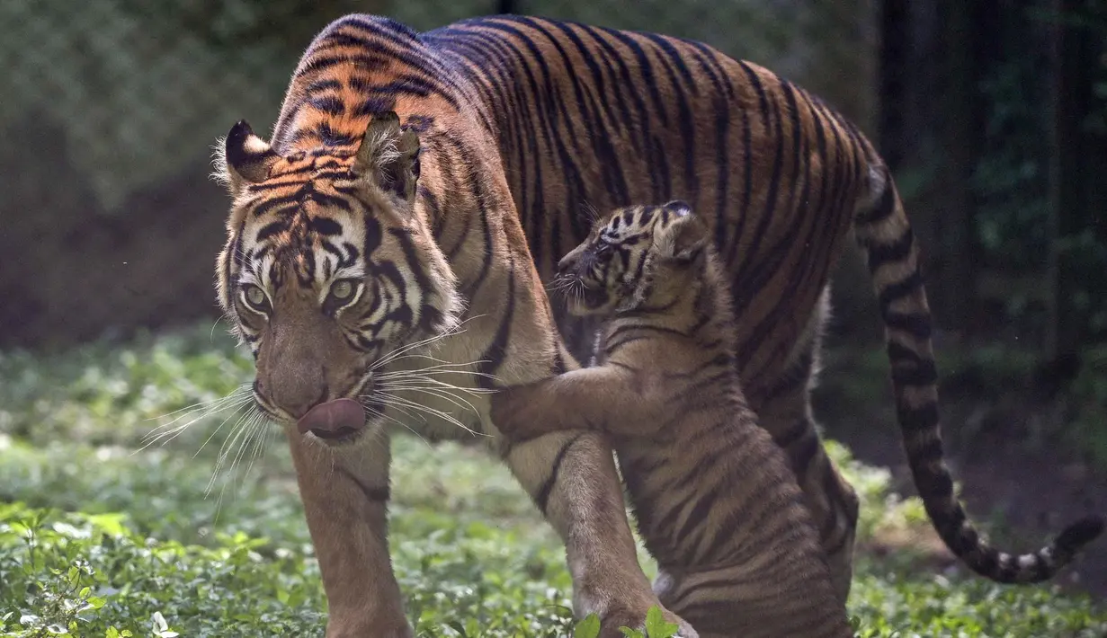 Seekor anak harimau Sumatera (Panthera tigris sumatrae) berusia sepuluh minggu bermain di samping induknya, Dini (10 tahun), di kandang mereka saat debut mereka di Taman Safari Indonesia II Prigen, Pasuruan, Jawa Timur, Kamis (4/6/2026). (Juni KRISWANTO/AFP)