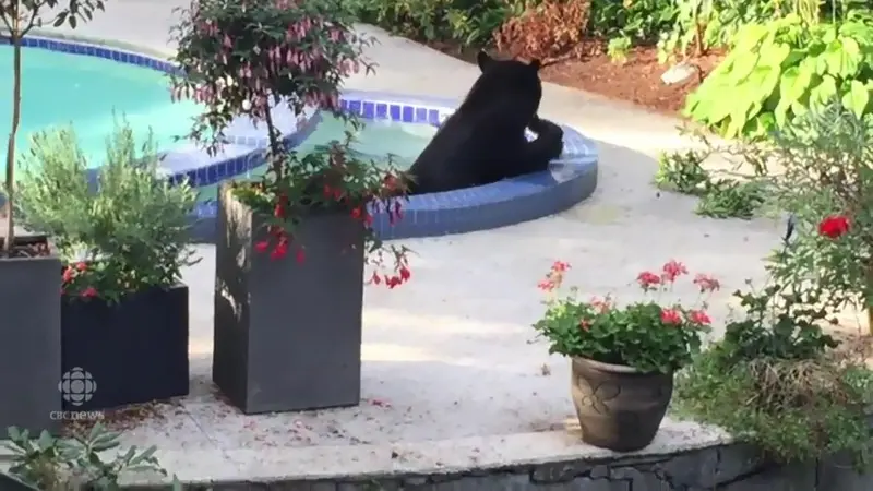 Beruang Santai dalam Kolam Air Panas