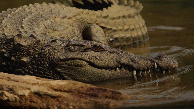 Arti Mimpi Melihat Buaya Berdasarkan Ukurannya
