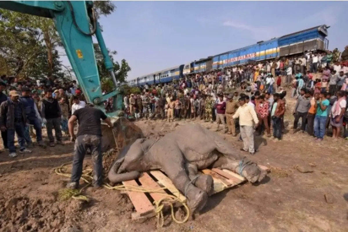 Gajah mati terlindas (Reuters)