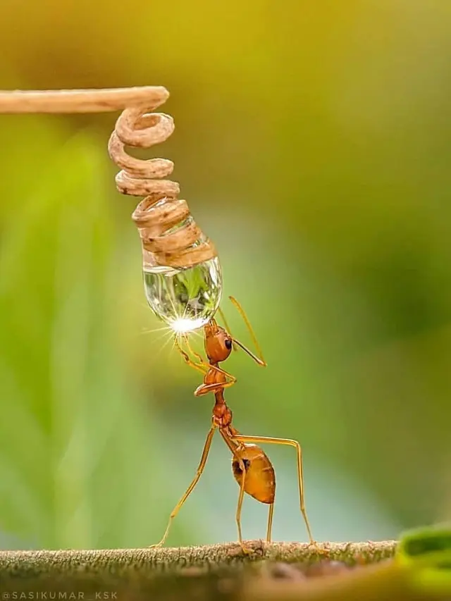 Potret Hewan Sedang Minum Ini Epik Banget (sumber: instagram/fantastic.wildlife)