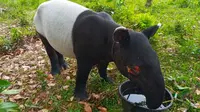 Tapir yang matanya hilang karena berkonflik dengan manusia di Kabupaten Kuansing. (Liputan6.com/Dok BBKSDA Riau)