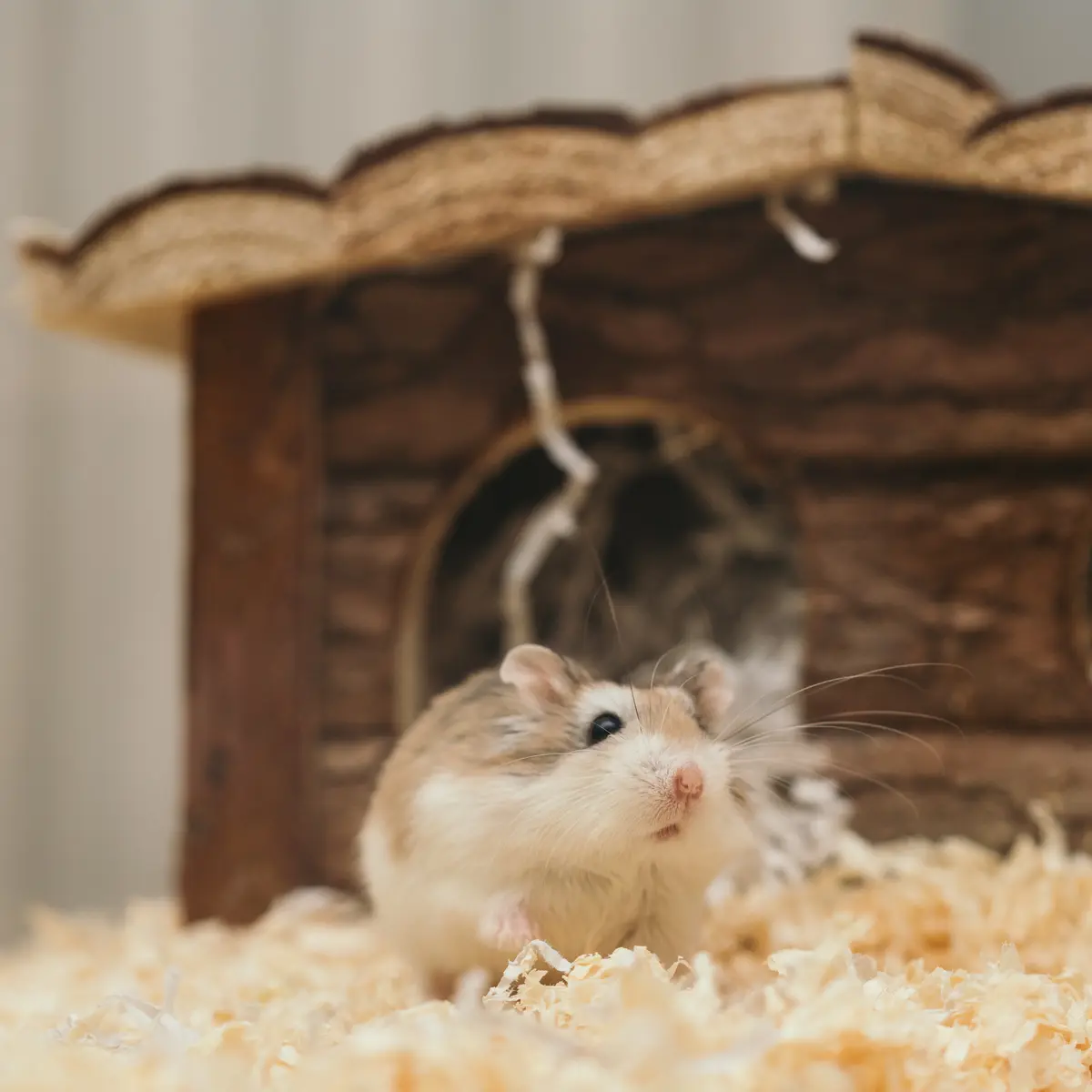 Nama top latin hamster