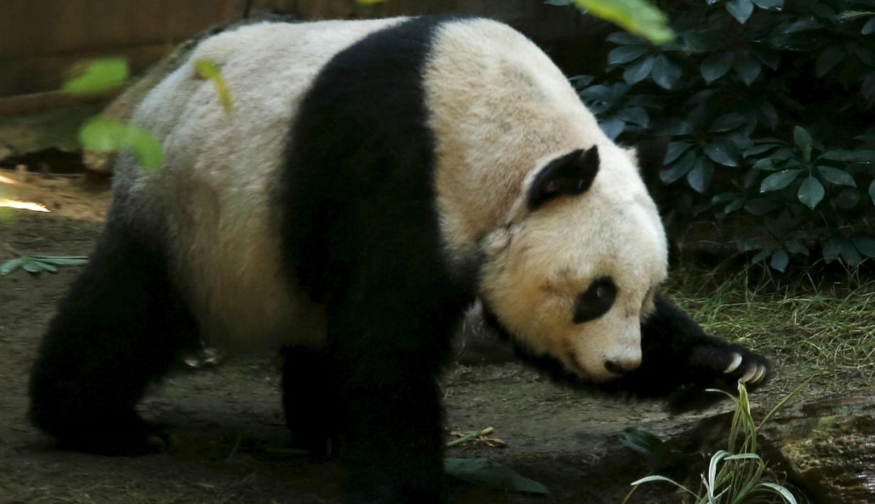  Panda bernama Jia Jia sedang beraksi di Hong Kong Ocean Park, China, Selasa, (28/7/2015). Hewan asli China ini merupakan hewan yang sangat dilindungi karena keberadaanya yang semakin sedikit. (REUTERS/Bobby Yip)