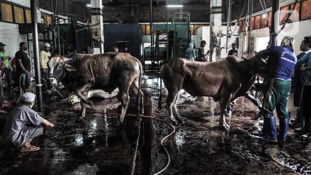 FOTO: Penyembelihan Hewan Kurban di Tengah Pandemi COVID-19