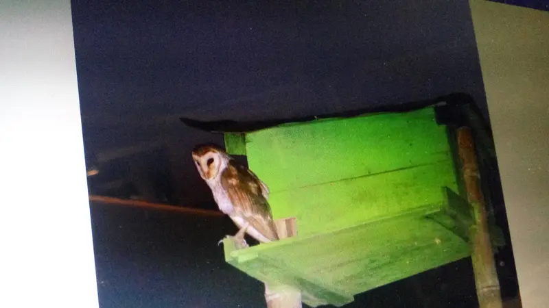 Burung Hantu di Sleman