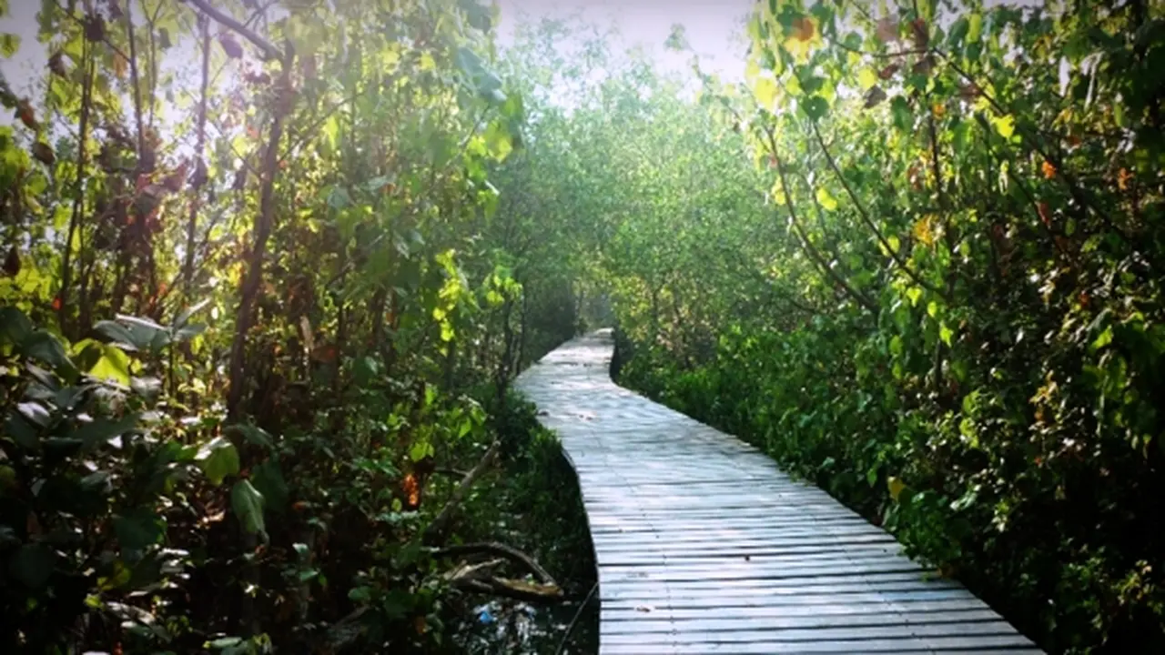 Hutan Mangrove Wonorejo