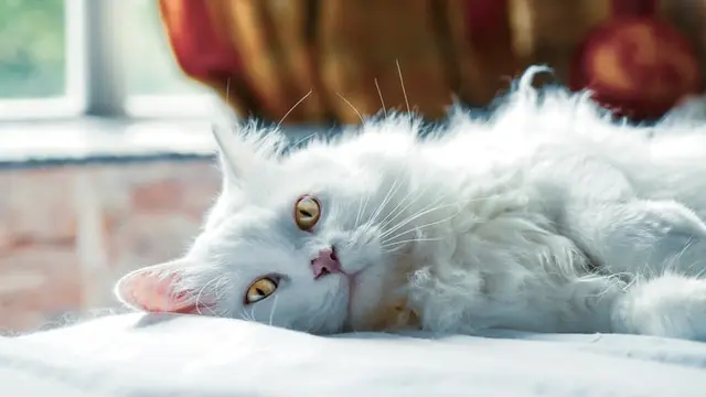 Kucing. Unsplash/C. Z. Shi