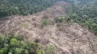 Taman Nasional Kutai Dirambah Tambang Ilegal, 8 Alat Berat Disita Tim Gabungan