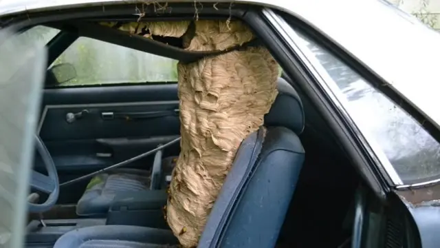 Sarang lebah di dalam mobil.