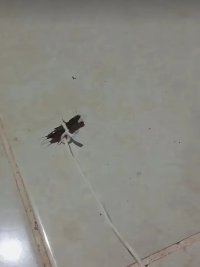 Peliharaan Unik