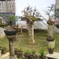 aneka bonsai karya Afifudin