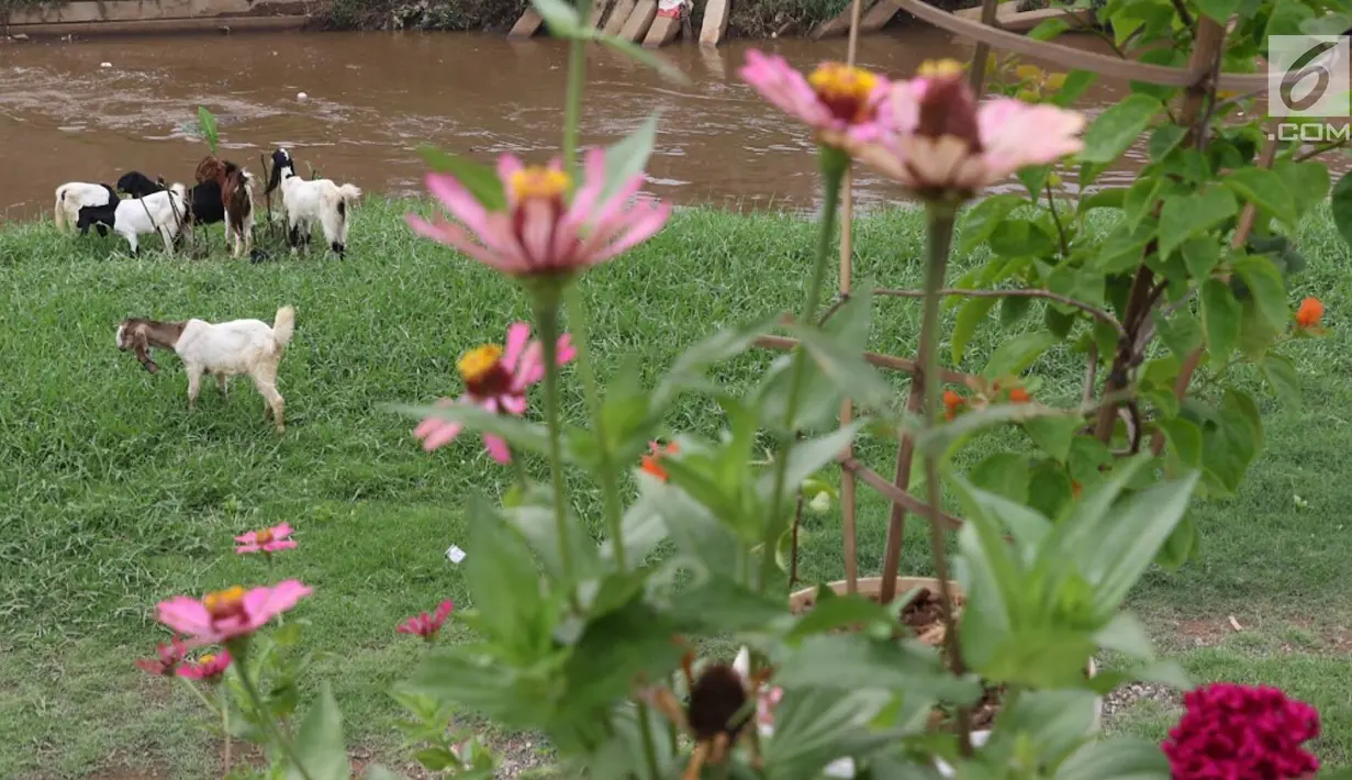 Kambing memakan rumput di bantaran Sungai Ciliwung, Jakarta, Rabu (7/11). Rumput yang menghijau di kawasan tersebut dimanfaatkan peternak untuk menggembalakan kambingnya. (Liputan6.com/Immanuel Antonius)
