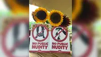 Plakat peringatan kini terpasang di sekitar ladang bunga matahari menyusul insiden beberapa pengunjung yang terlihat menanggalkan pakaian mereka di hadapan publik. (sumber: Sams Sunflowers)