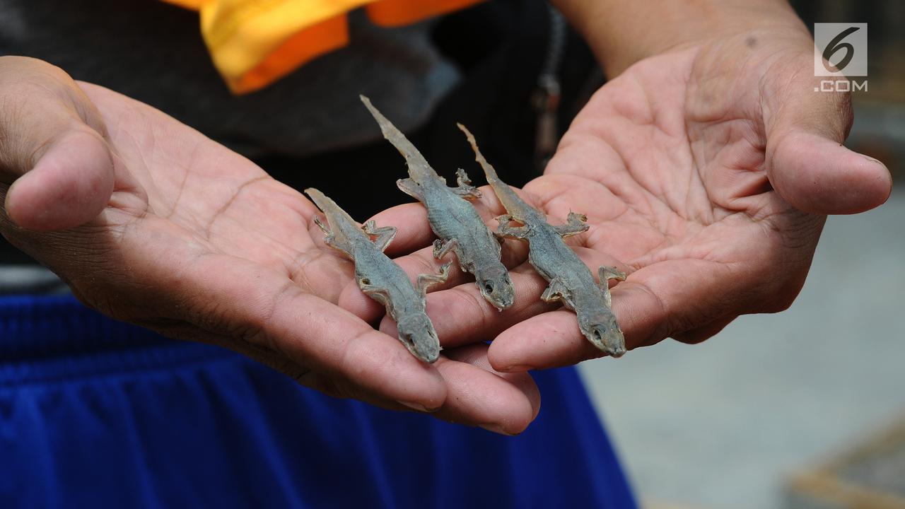 Wow, Bisnis Cicak Kering Tembus Pasar Jepang dan China