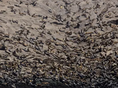 Ribuan singa laut yang berkumpul di pinggir Pulau Palomino, Callao, Peru (14/10). Pulau kecil ini memang terkenal sebagai pulau yang dihuni ribuan singa laut. (Reuters/Guadalupe Pardo)