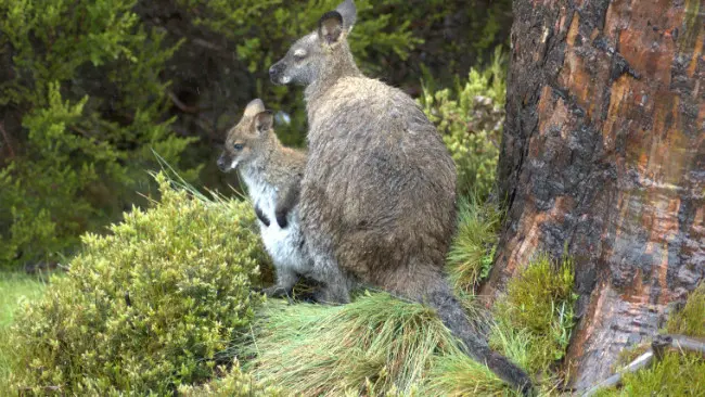 	Ilustrasi wallaby dan anakan pejantan di Tasmania. (Sumber Wikimedia Commons)