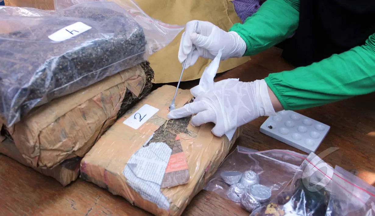 Petugas BNN memperlihatkan barang bukti berupa ganja di lapangan BNN, Jakarta, Kamis ,(7/5/2015). Sebanyak 15.981,37 gram shabu, 4.336,40 gram ganja, 59,44 gram canna chocolate, 285,62 gram happy cookies. (Liputan6.com/Helmi Afandi)