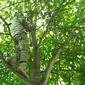 Bawaslu kerepotan menurunkan APK yang terpasang di pohon setinggi belasan meter. (Foto: Liputan6.com/Bawaslu untuk Galoeh Widura)