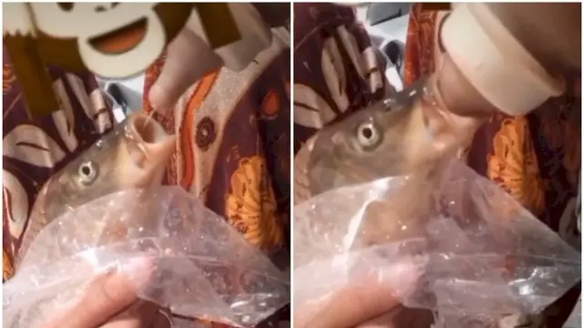 10 Potret Orang Beri Makan Ikan Layaknya Manusia Ini Kocak