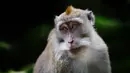 Monyet ekor panjang berkeliaran di Sacred Monkey Forest atau lebih dikenal Monkey Forest di Ubud, Bali pada 16 November 2018. Kawasan ini merupakan tempat tinggal dari ratusan kera bali yang dipelihara dan dijaga kelangsungan hidupnya. (GABRIEL BOUYS/AFP)