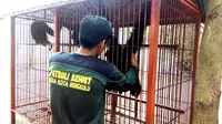 BKSDA Bengkulu sedang mencari pasangan hidup bagi 4 ekor siamang yang disita dari Taman Satwa Ilegal (Liputan6.com/Yuliardi Hardjo)