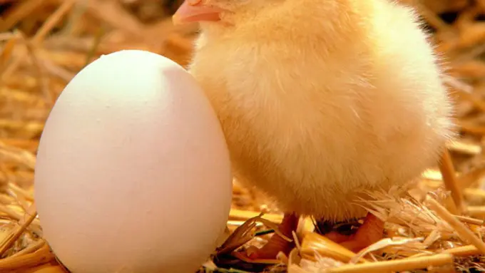 Lucunya Para Bayi Ini Ketika Dihadapkan dengan Ayam